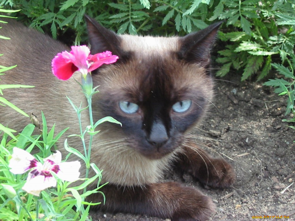 katze, , 